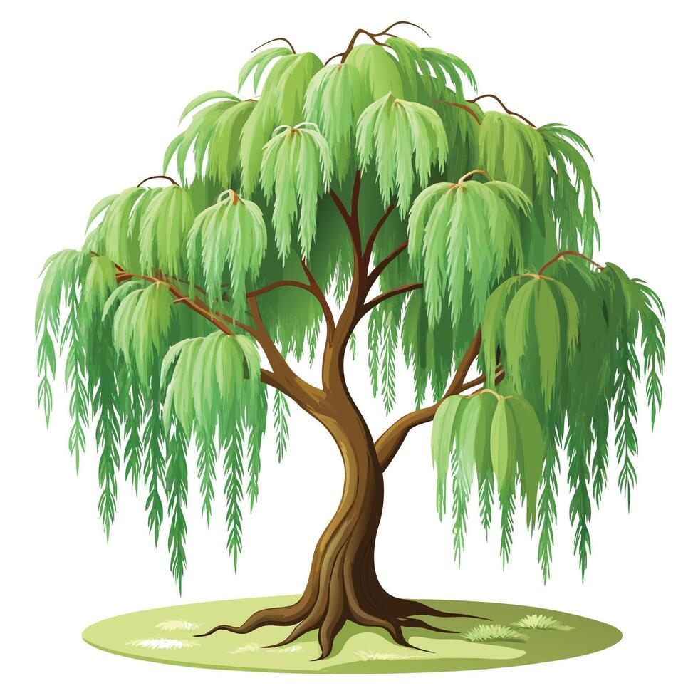 Beautiful weeping willow tree design with graceful flowing branches vector