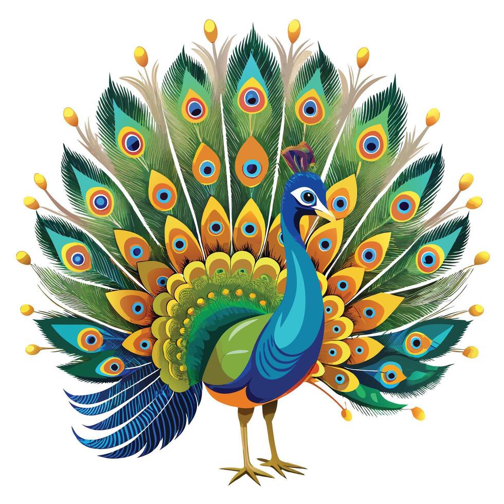 Elegant peacock presenting its beautiful and detailed fan of tail feathers vector