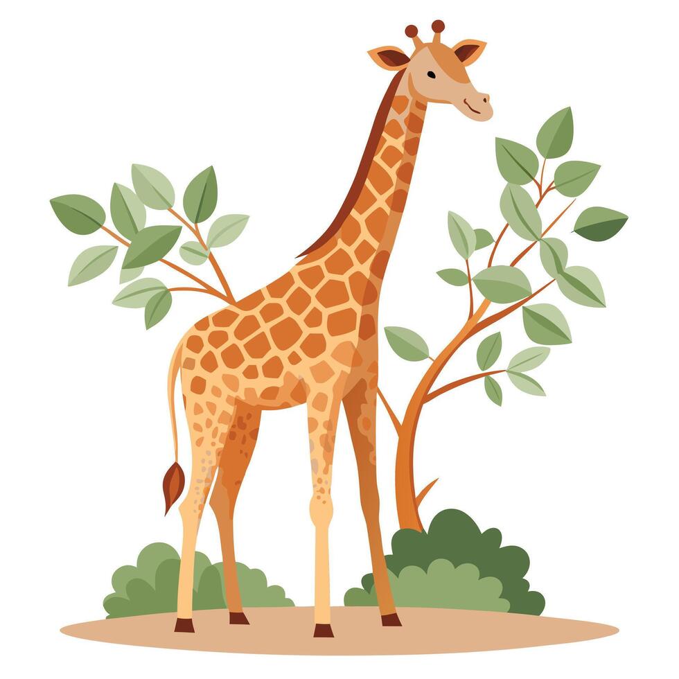 Gentle giraffe bending down to eat leaves from a branch illustration vector