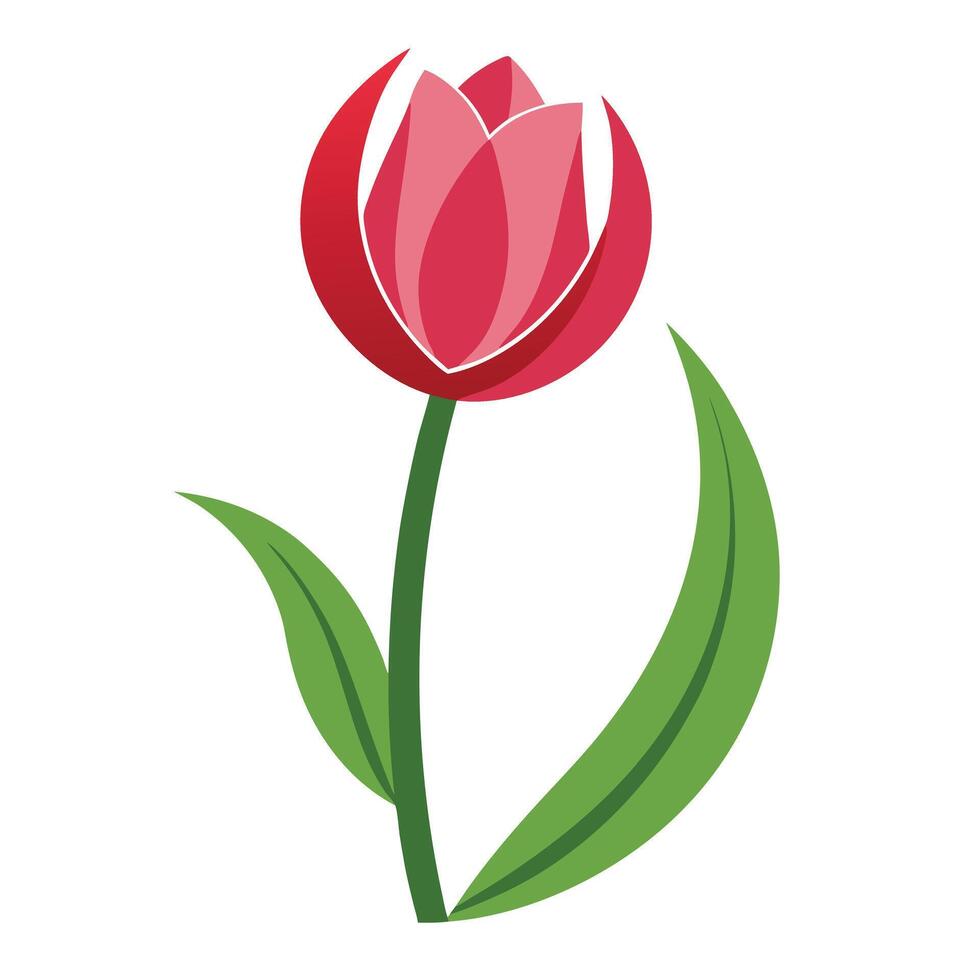 Elegant crescent moon tulip with gracefully curved petals in a floral illustration vector