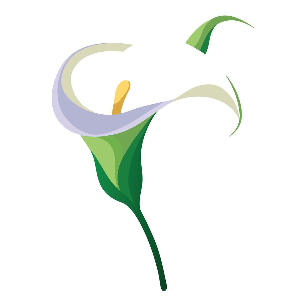 Unique curved stem calla lily featuring its graceful gentle flow in design vector