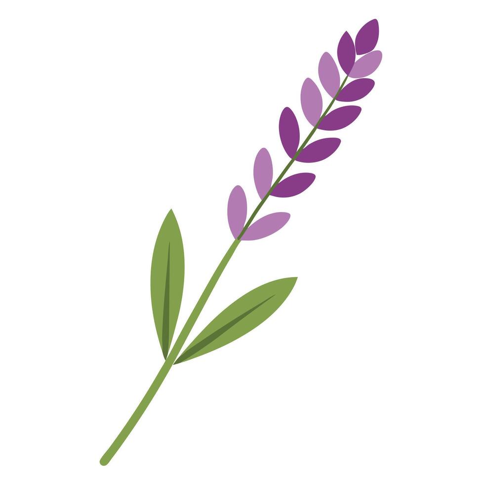 Modern curved stem lavender highlighting its smooth flowing simplicity in a graphic vector