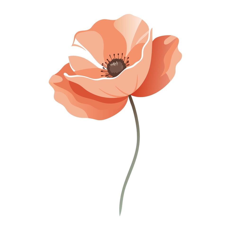 Feather light poppy with subtle sketch strokes illustration delicate floral vector