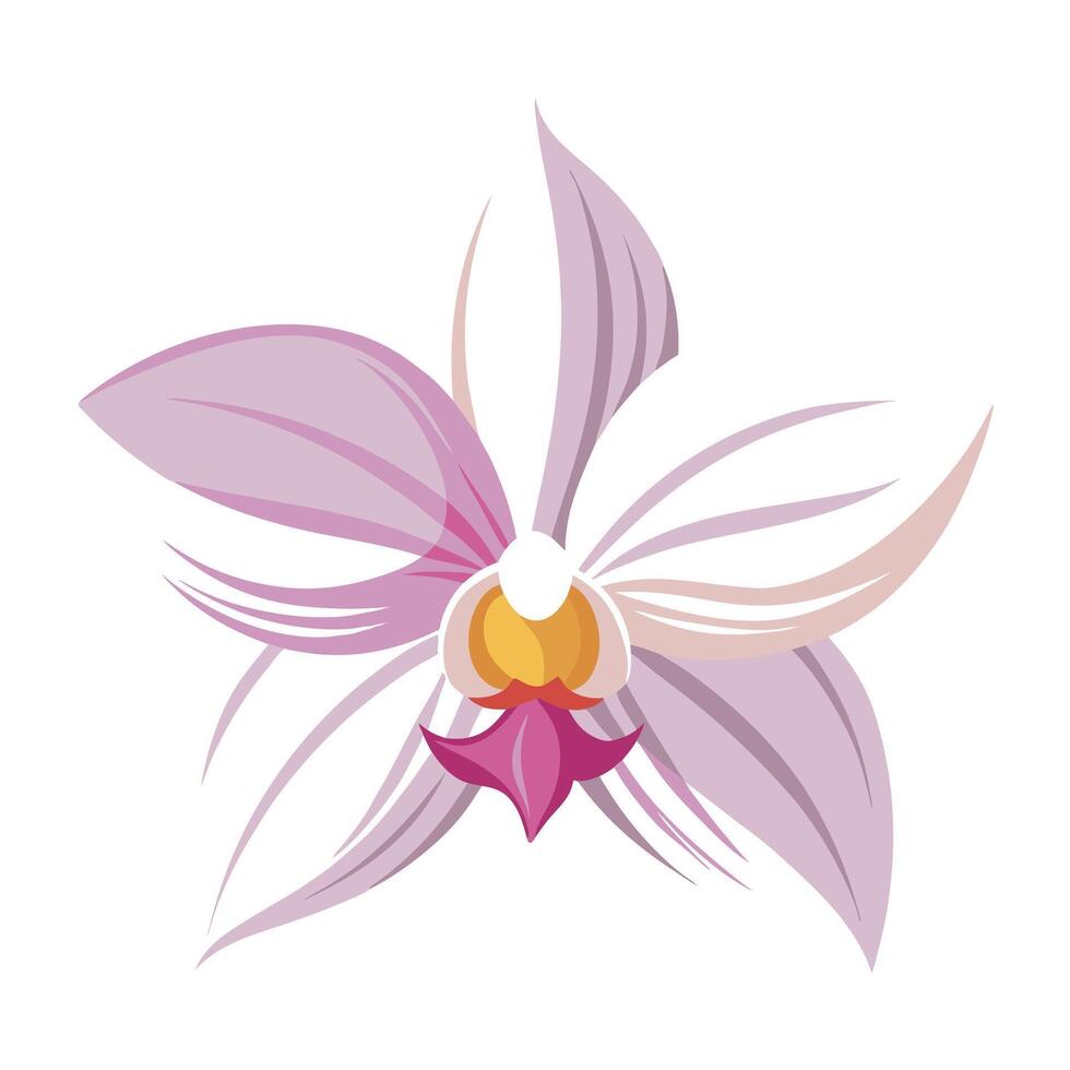 Orchid with feather like petals and thin brush strokes illustration art vector