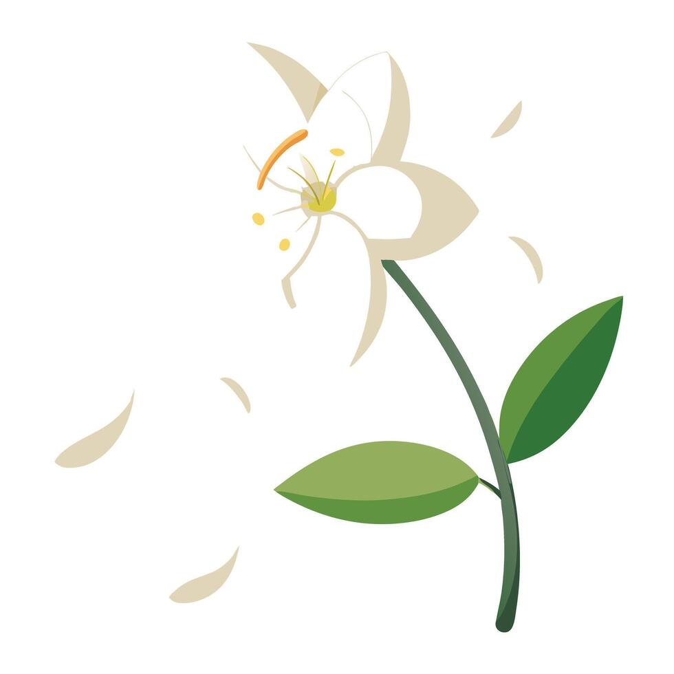 Elegant jasmine with floating and dispersed petals illustration floral vector