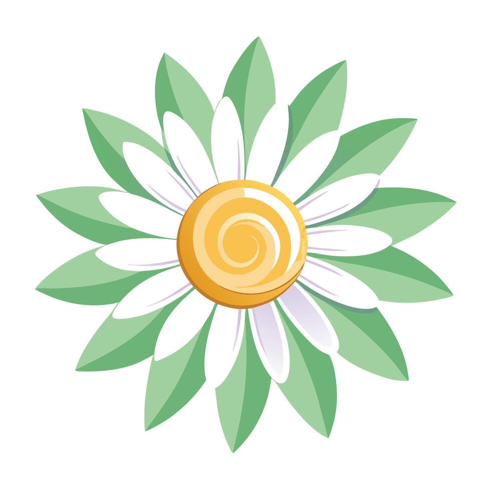 Elegant floral spiral daisy featuring its gentle swirling pattern in illustration vector