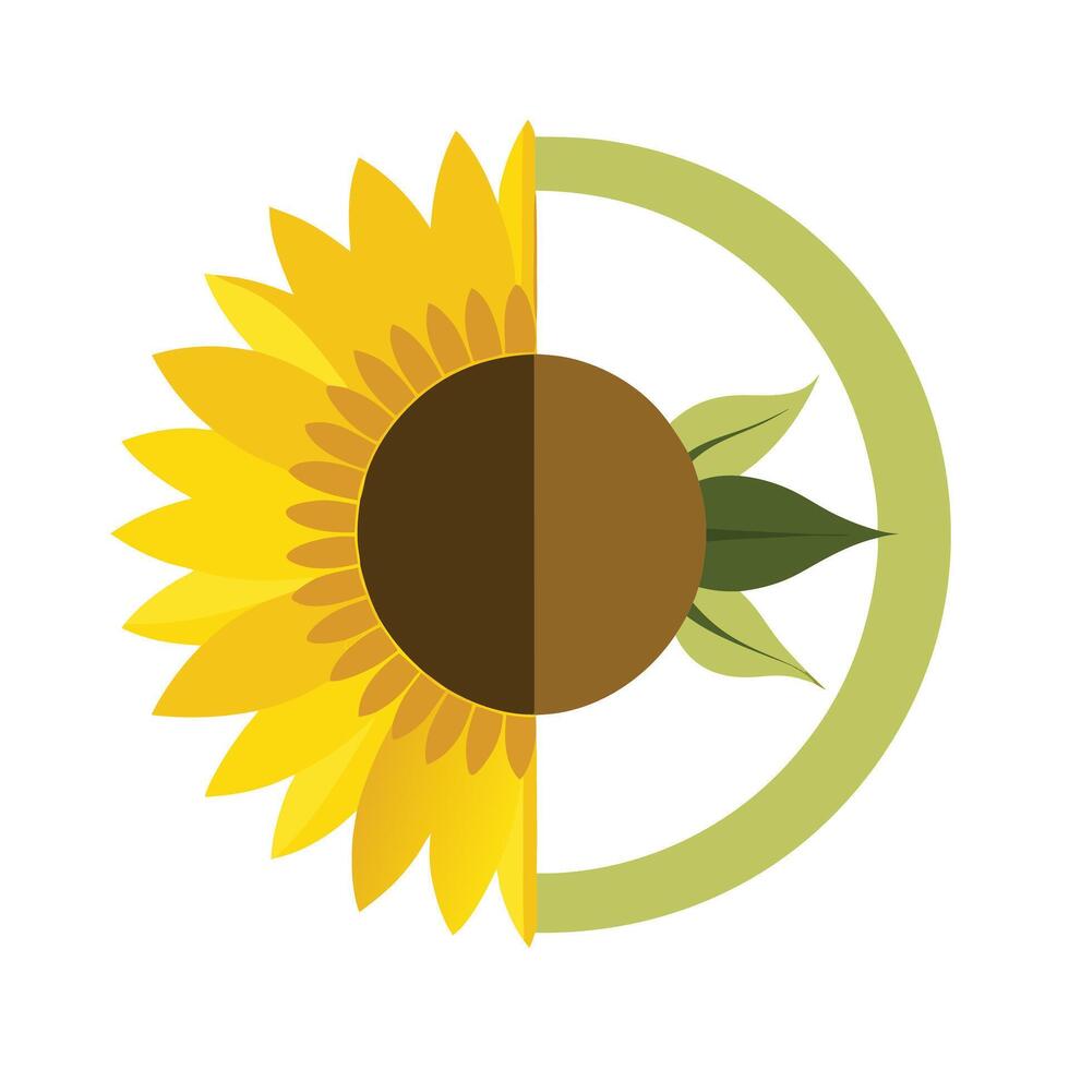 Unique half circle sunflower highlighting its partial geometric structure in graphic vector