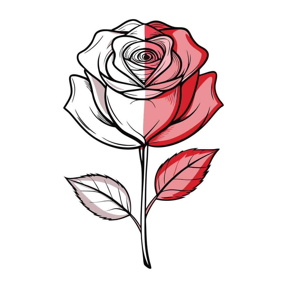 Rose with half sketch drawing illustration elegant floral art vector