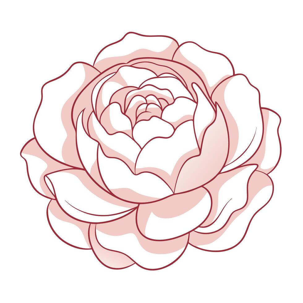 Hollow outline peony with subtle depth illustration delicate floral art vector