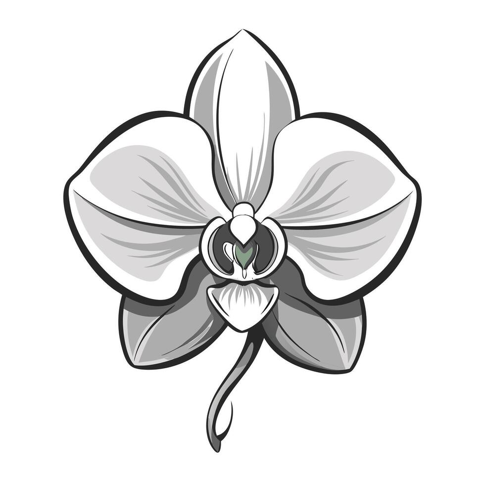 Modern monochrome orchid showcasing its subtle fading outlines in illustration vector