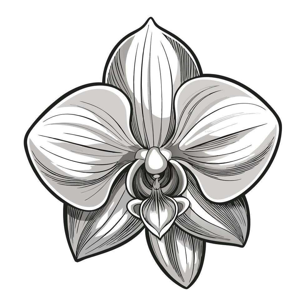 Unique monochrome orchid highlighting its delicate fading effect in graphic vector