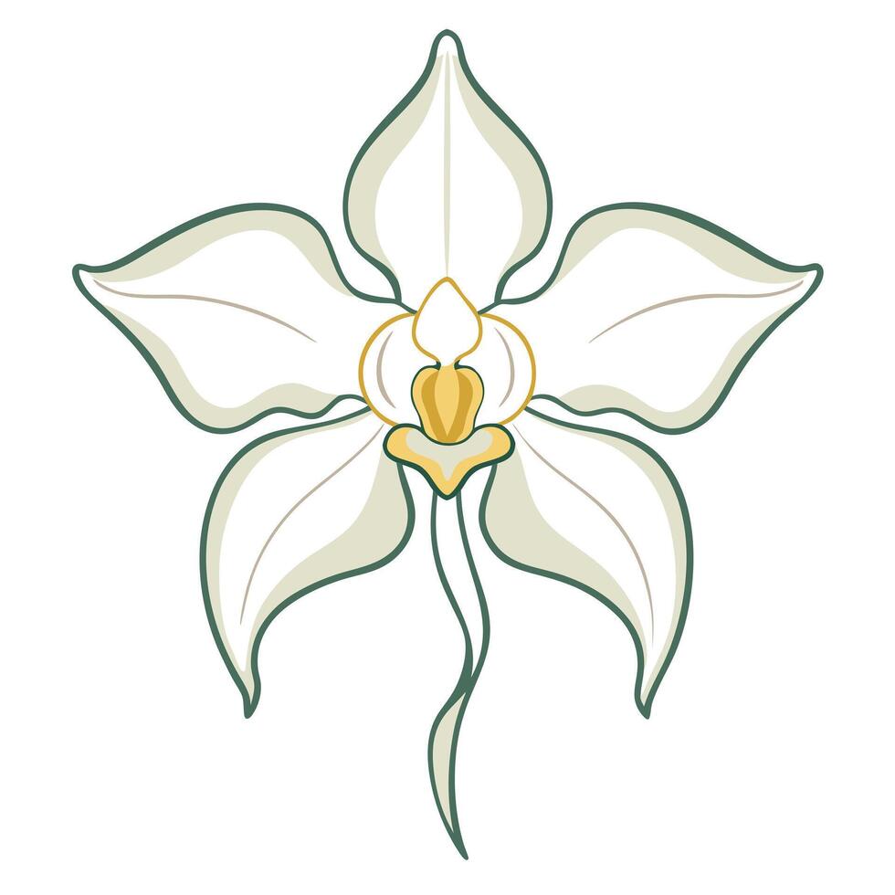 Elegant ghost orchid with faint outline illustration delicate floral art vector