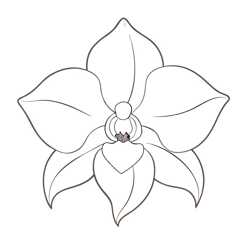 Outline ghost orchid with barely visible traces illustration delicate floral vector