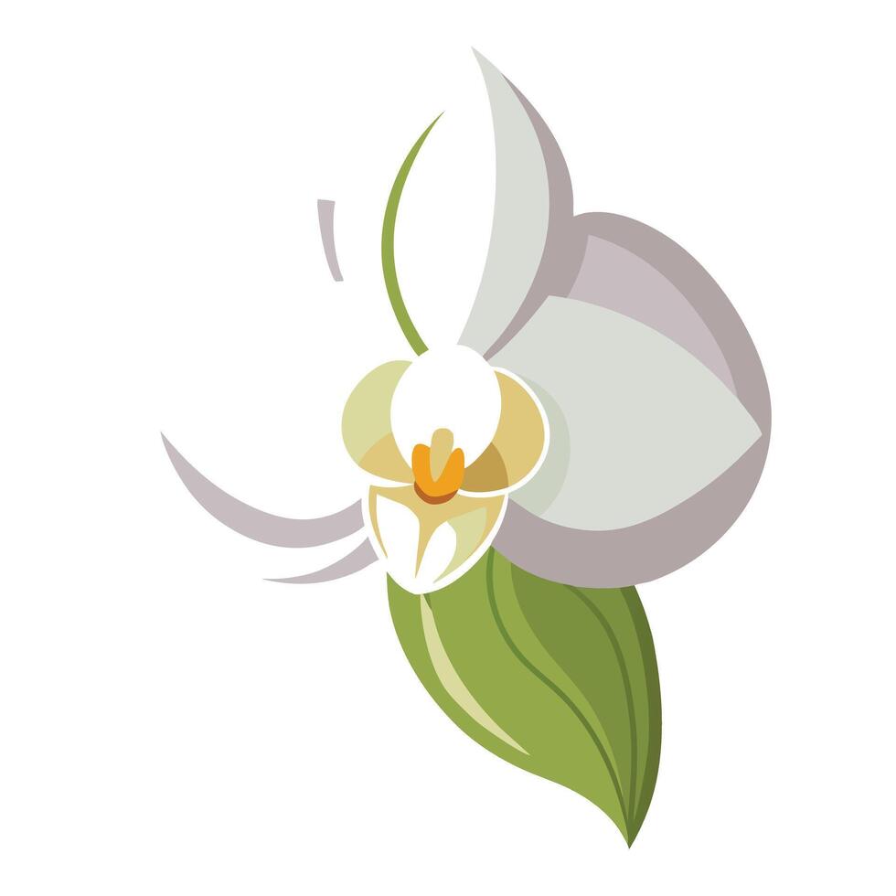 Unique ripple petal orchid highlighting its flowing wavy form in graphic vector