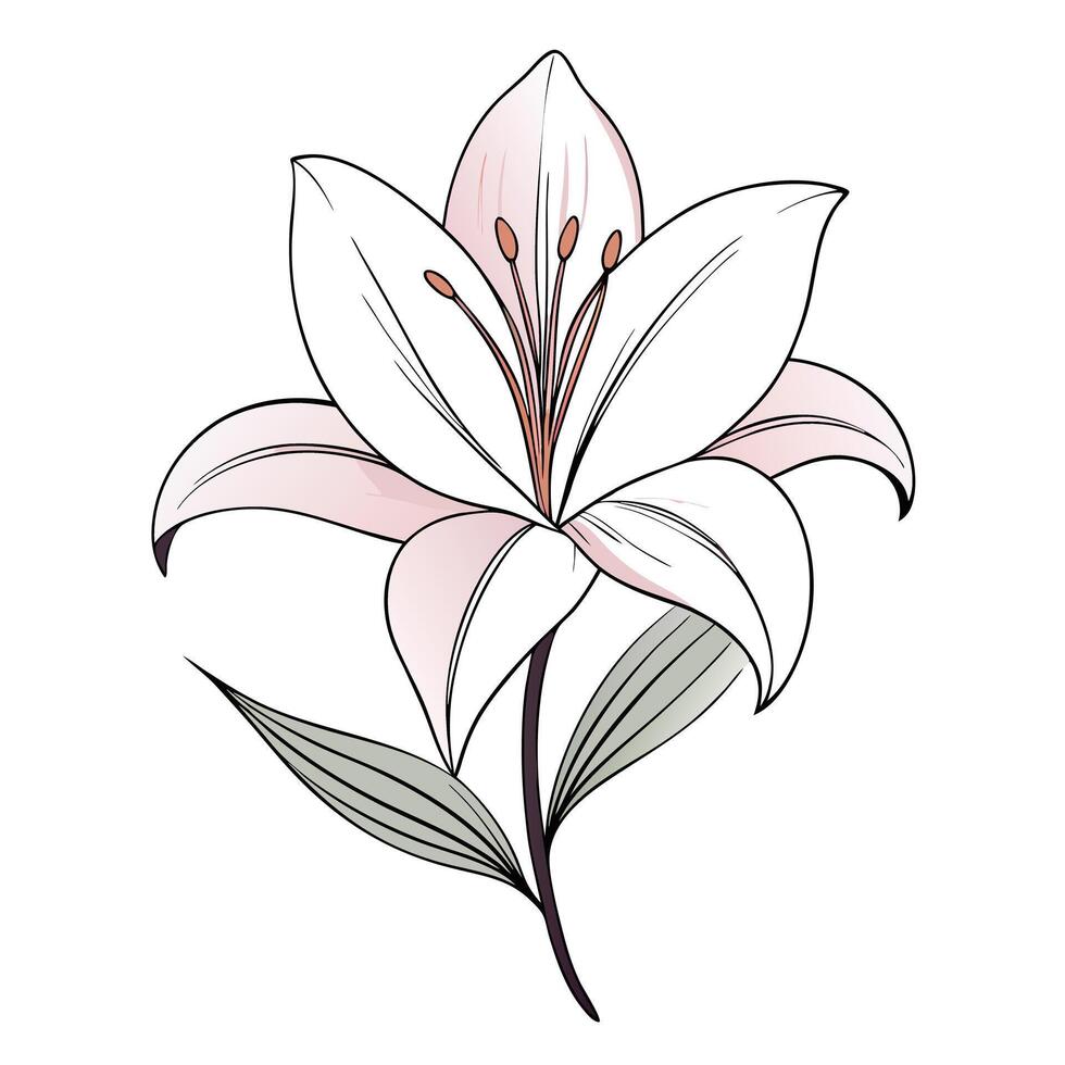 Thin line lily with elegant curves illustration delicate floral art vector