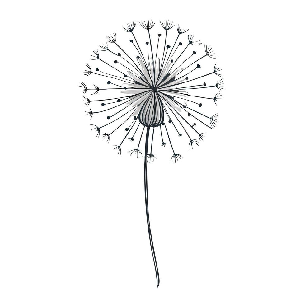 Dandelion with textured surface and fine line details illustration floral vector
