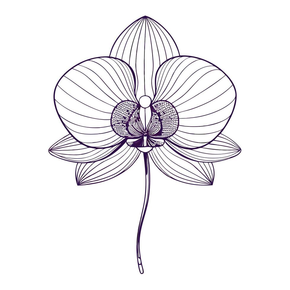 Abstract orchid with thin wire framework illustration minimalist floral art vector