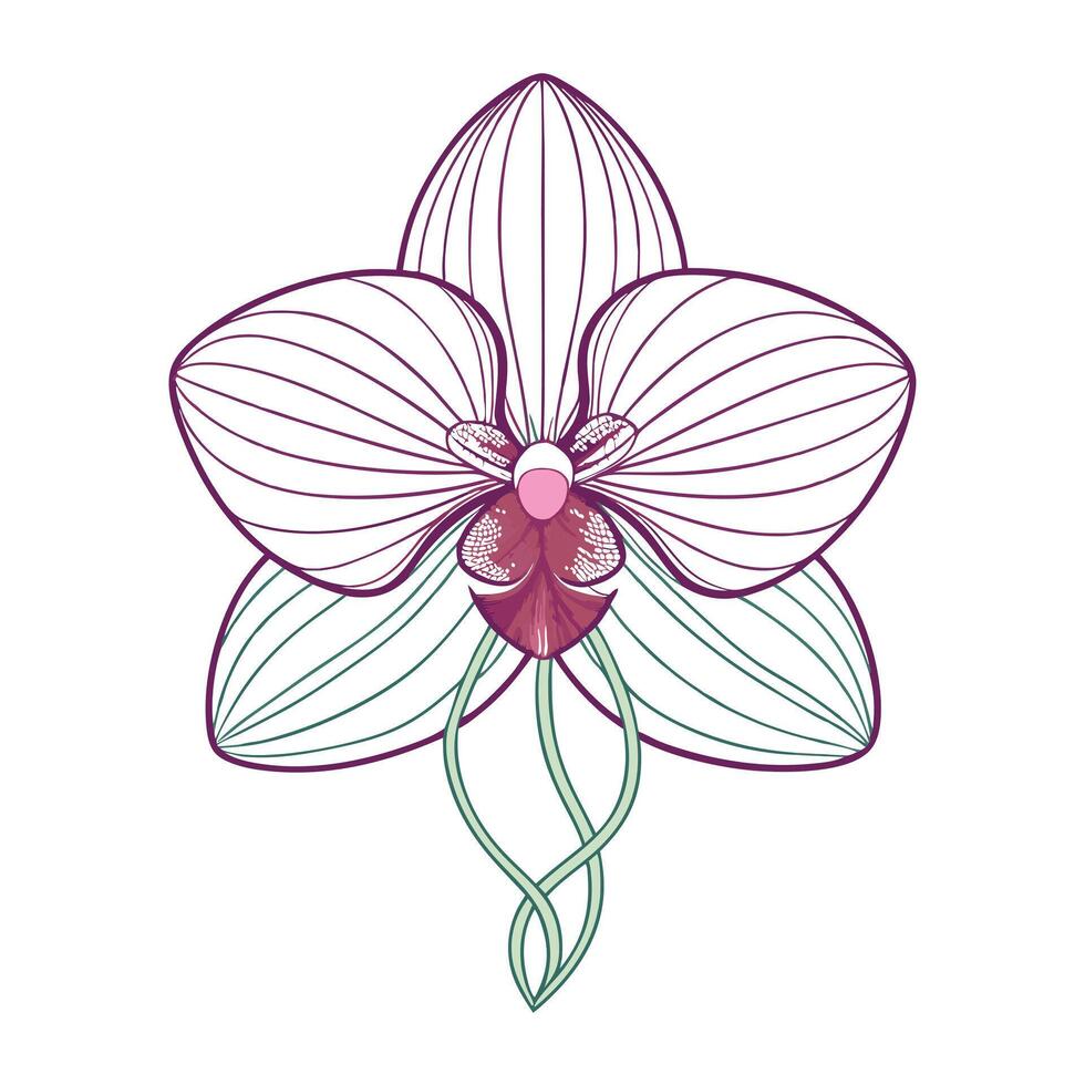 Thin wire orchid with delicate framework illustration minimalist floral vector