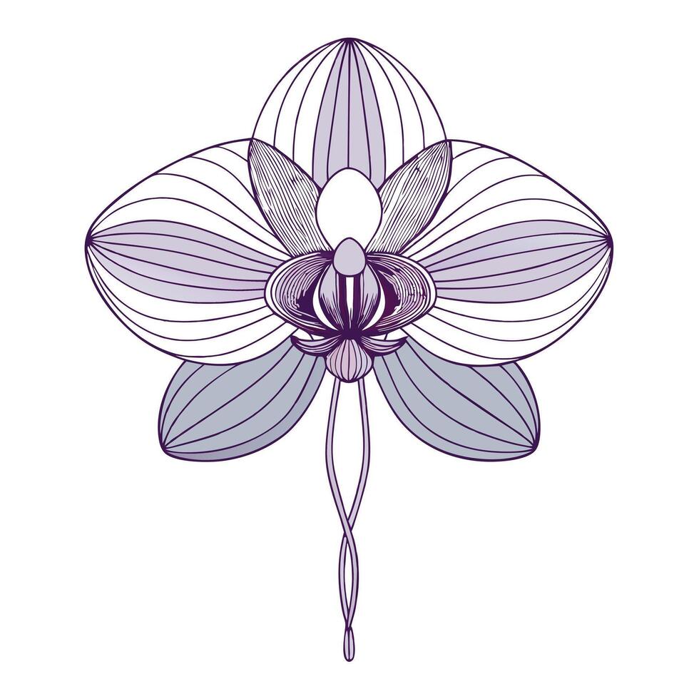 Delicate orchid with thin wire framework illustration minimalist floral art vector