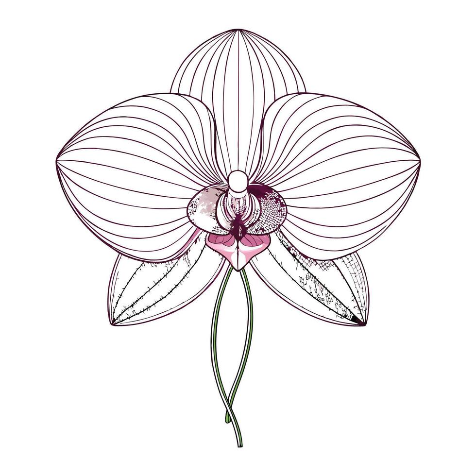 Minimalist orchid with thin wire outline illustration delicate floral vector