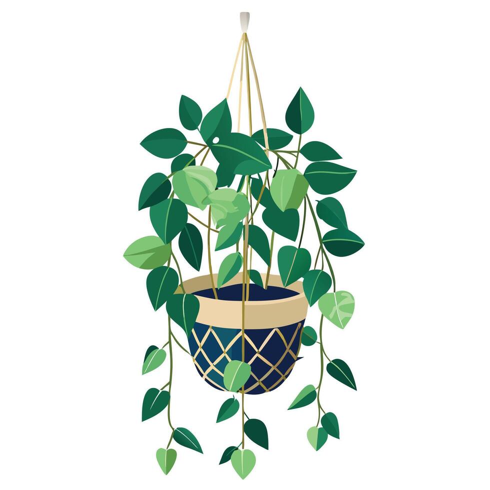 Hanging Pothos In A Macrame Planter For Trendy Decor vector