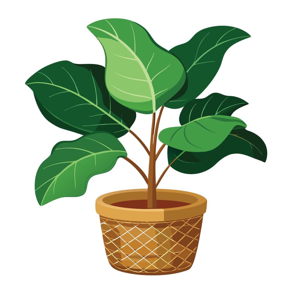 Creative Fiddle Leaf Fig Displayed In A Woven Basket vector