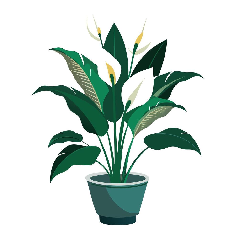 Peace Lily In A Sleek White Planter vector