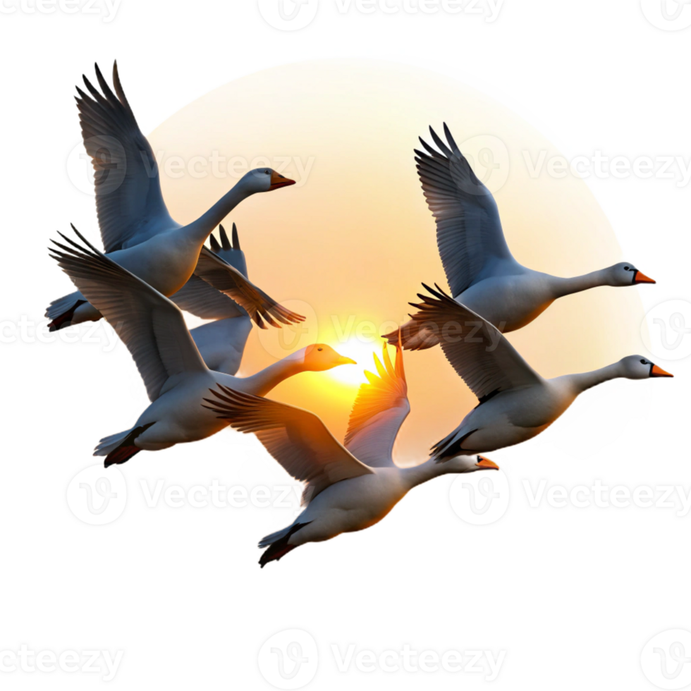 dramatic artistic A Flock of Geese Flying in a V high quality png