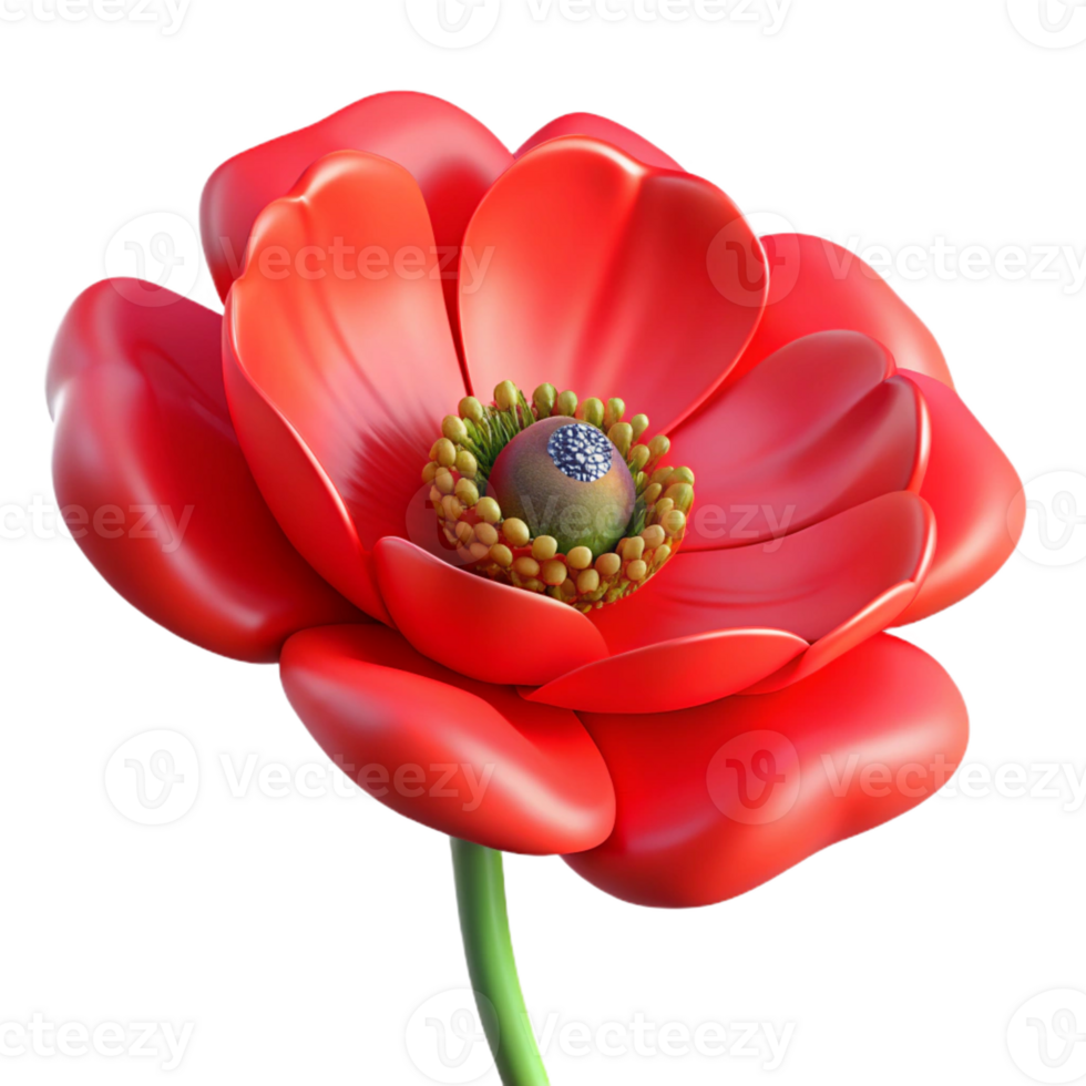 majestic timeless Red poppy flower in full bloom with Transparent Background png