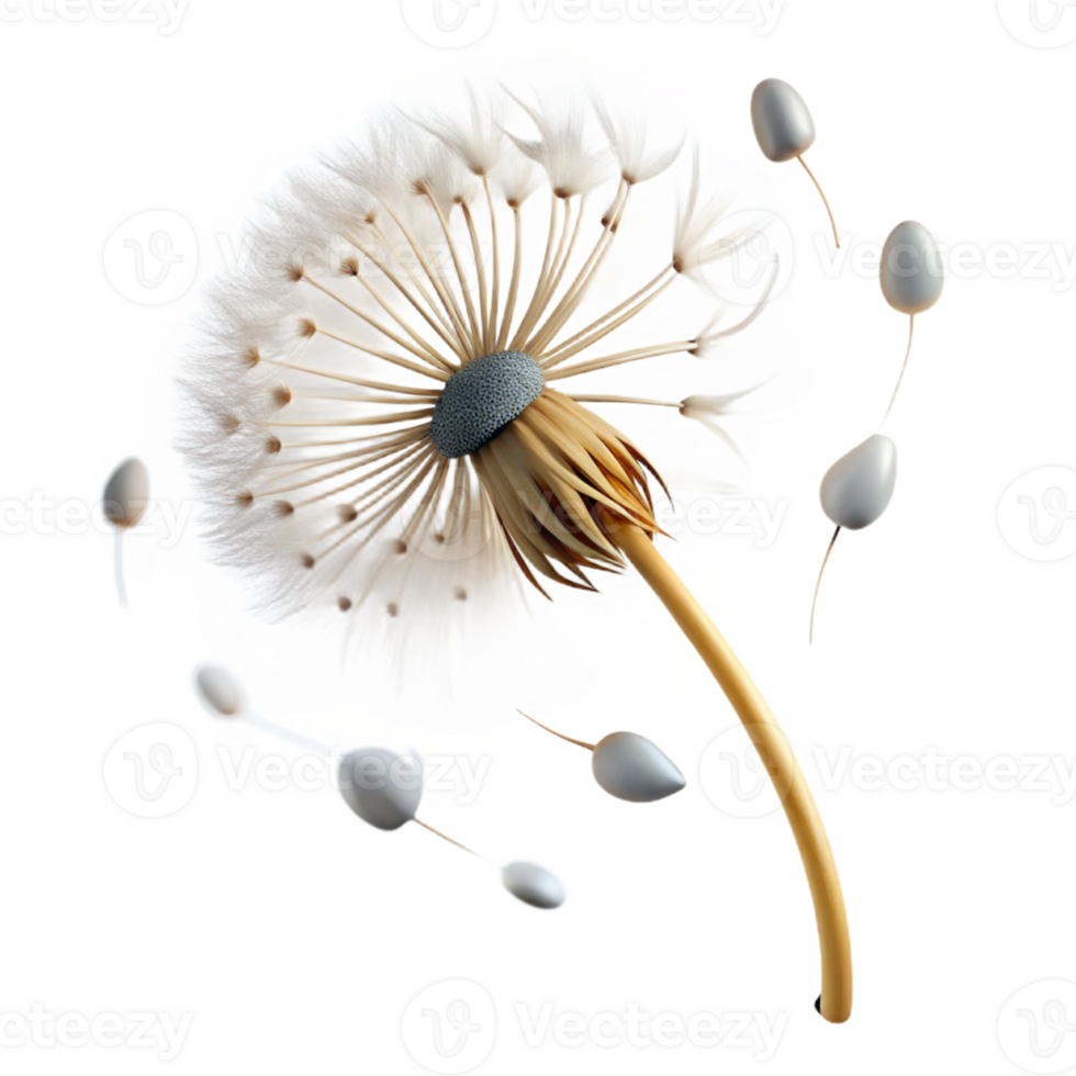wonderful modern A Single Dandelion Seedhead with Seeds premium png