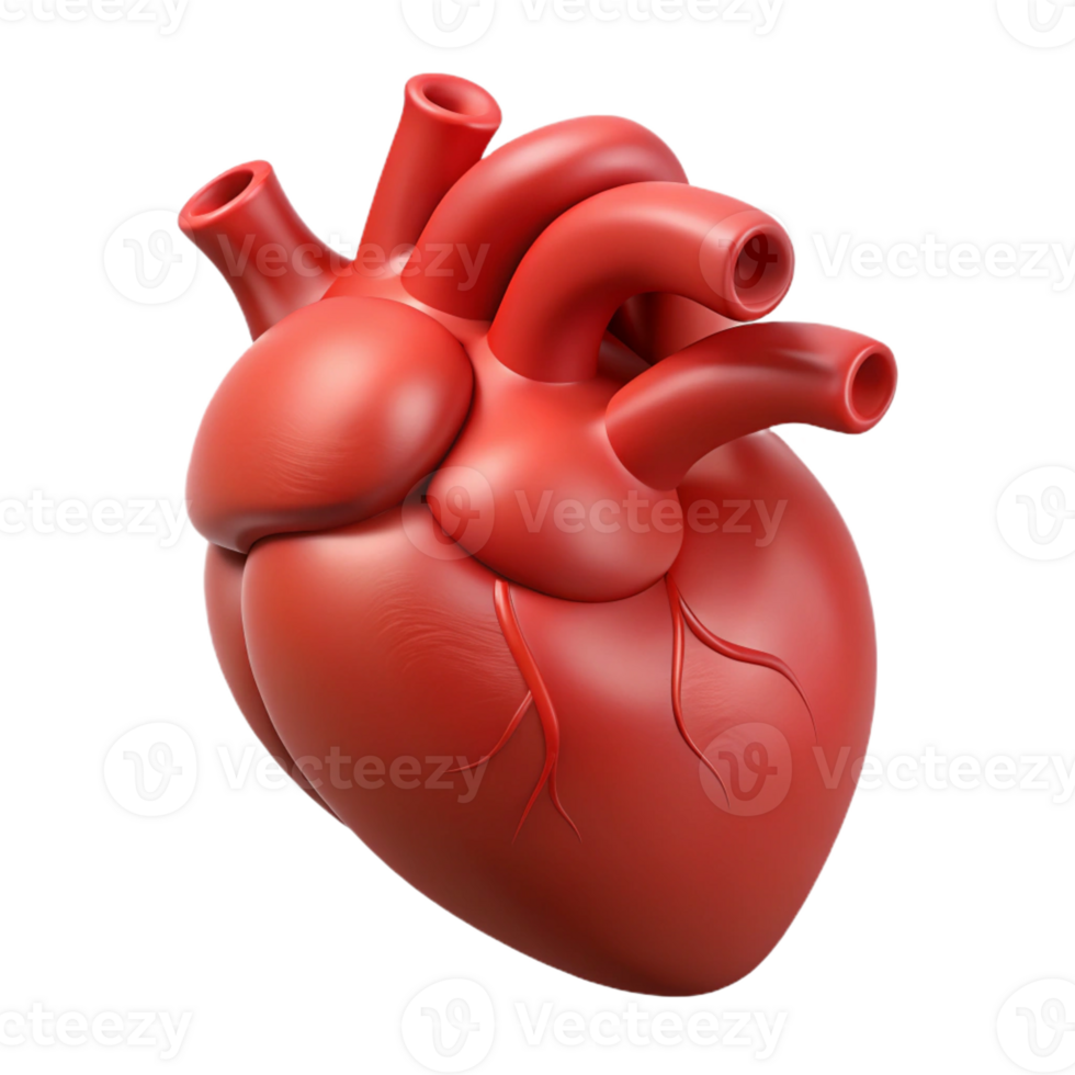 beautiful bohemian Hyper-specific, professional render of a single, human heart, anatomically correct, isolated cutout with Transparent Background perfect clarity png