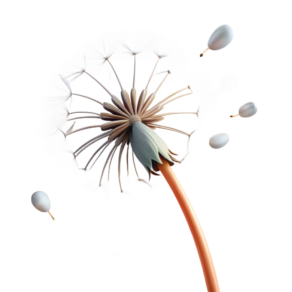 extraordinary abstract A Single Dandelion Seedhead with Seeds high quality png