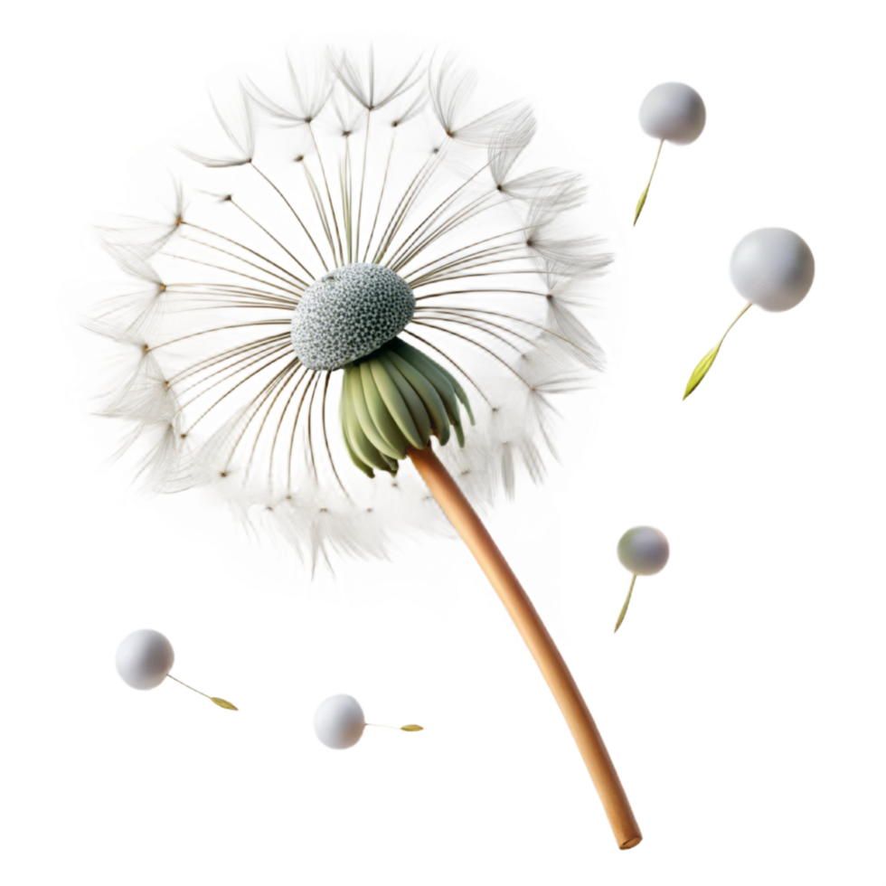 wonderful modern A Single Dandelion Seedhead with Seeds 4K png
