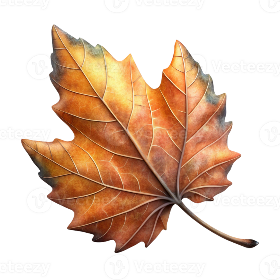 captivating quintessential Photorealistic, professional render, isolated cutout, hyper-specific single, decaying autumn leaf with intricate venation with Transparent Background png