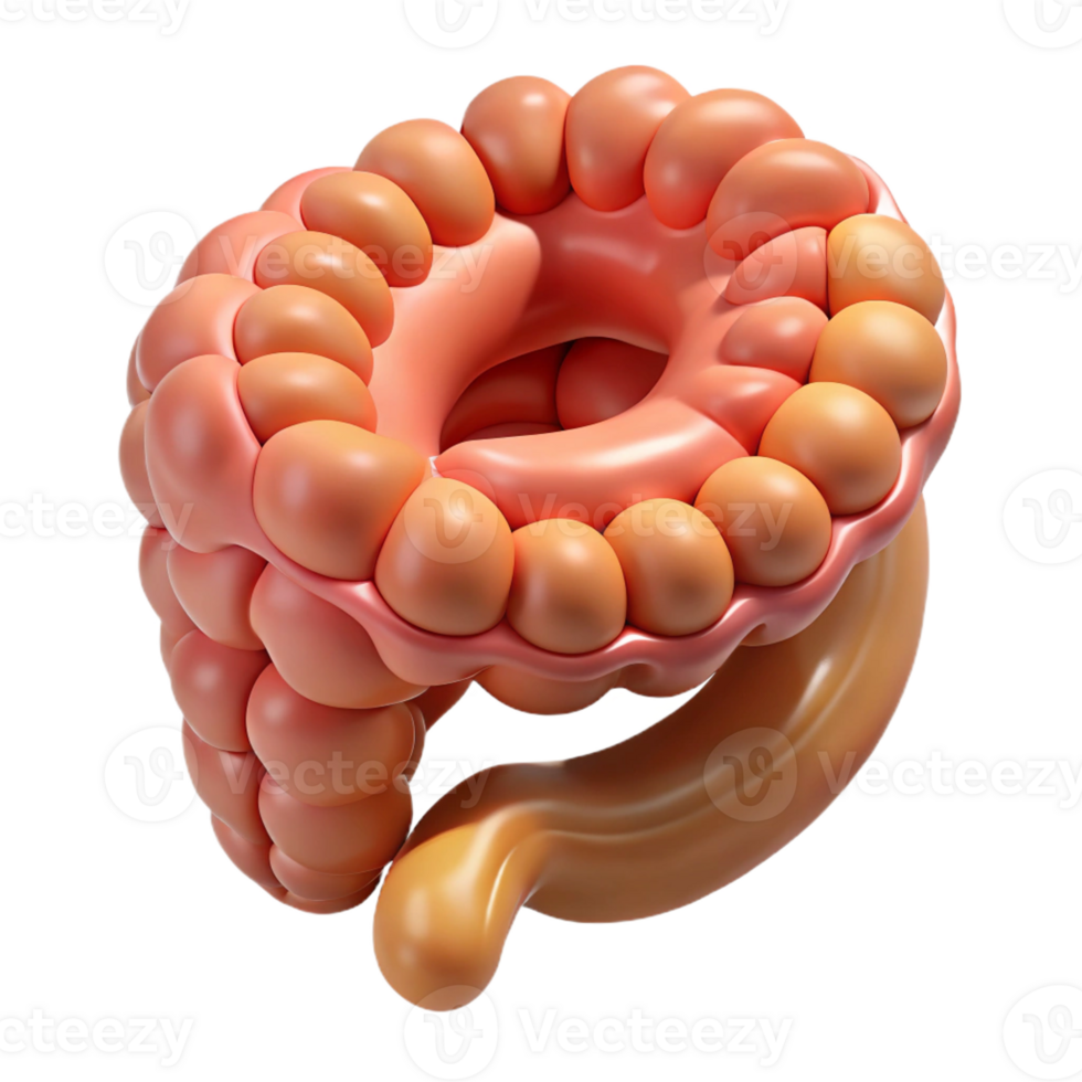 distinctive victorian Hyper-specific, photorealistic render of a biomechanical intestine segment with enhanced digestion capabilities, isolated cutout with Transparent Background ultra HD png