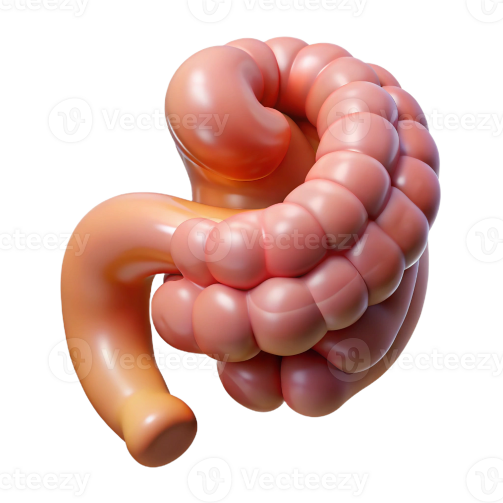 beautiful nordic Hyper-specific, photorealistic render of a biomechanical intestine segment with enhanced digestion capabilities, isolated cutout with Transparent Background masterfully captured png