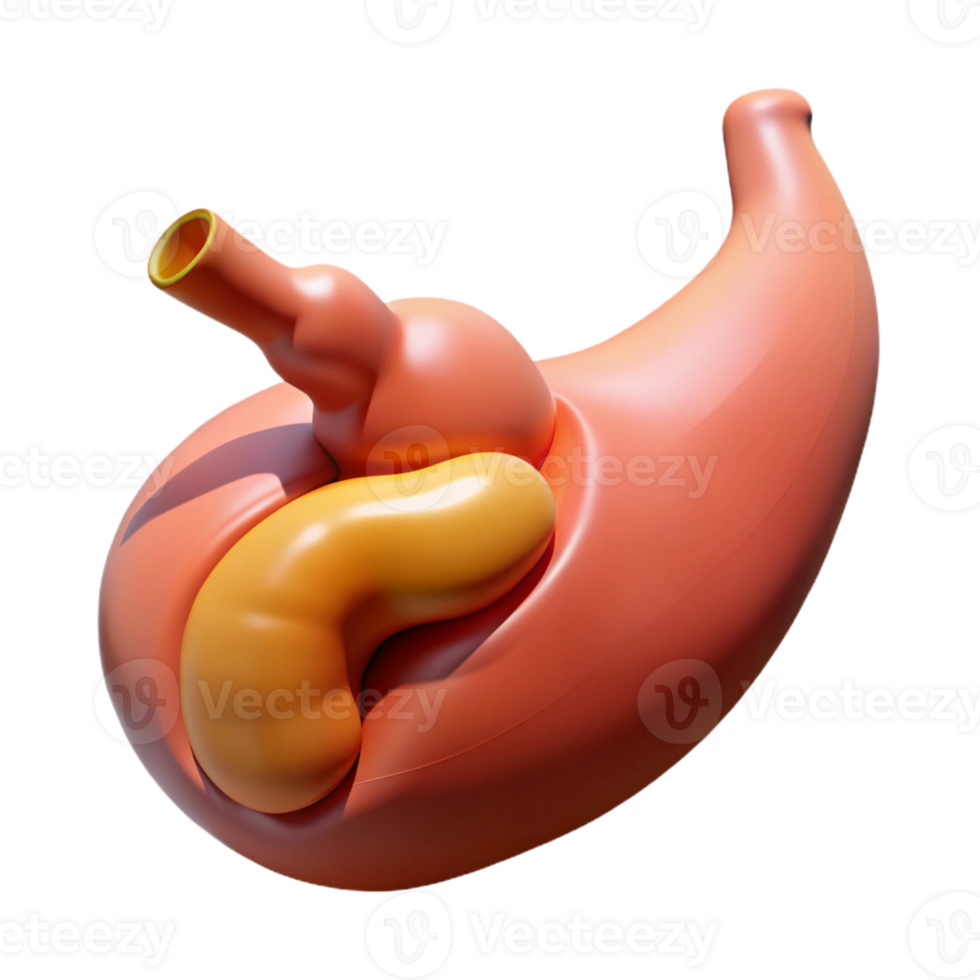 alluring tranquil victorian Hyper-specific, photorealistic render of a biomechanical gallbladder with optimized bile release, isolated cutout with Transparent Background flawless png