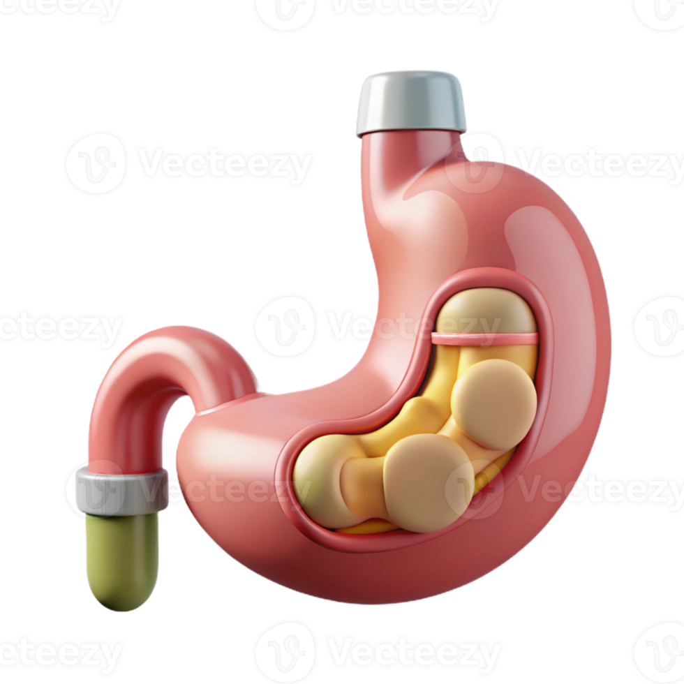 alluring tropical Hyper-specific, concept art style, isolated cutout of a biomechanical stomach with integrated digestive enzymes dispenser with Transparent Background studio quality png