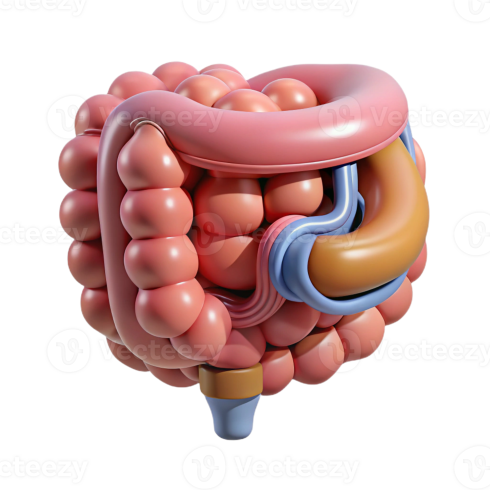 ethereal striking Hyper-specific, concept art style, isolated cutout of a biomechanical intestine with integrated nutrient absorption system with Transparent Background museum quality png