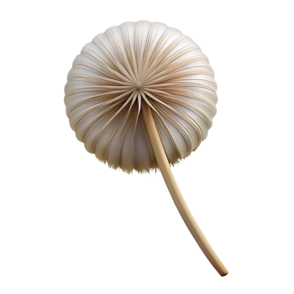 ethereal spectacular Single dandelion seedhead with Transparent Background professional png
