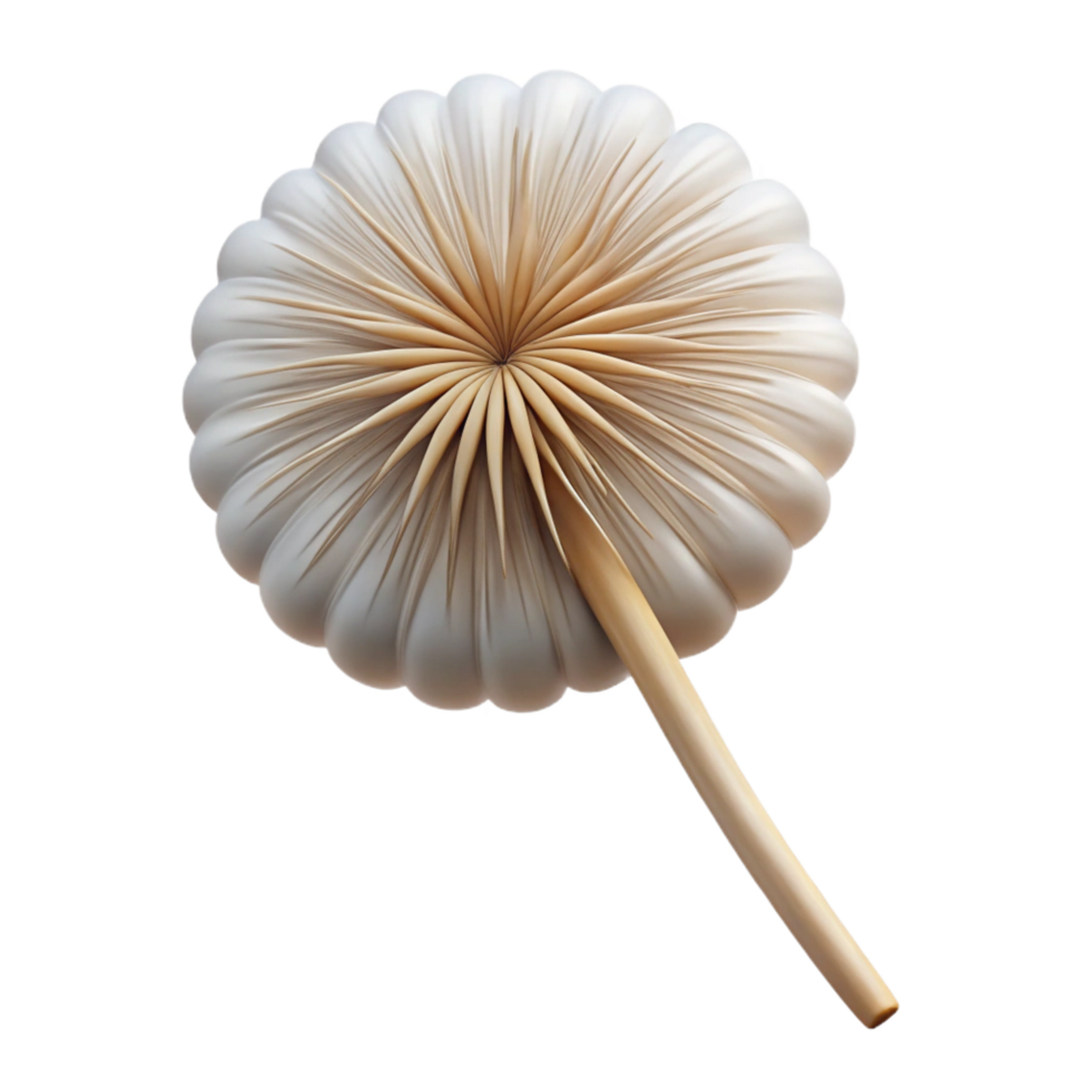 elegant standout Single dandelion seedhead with Transparent Background png