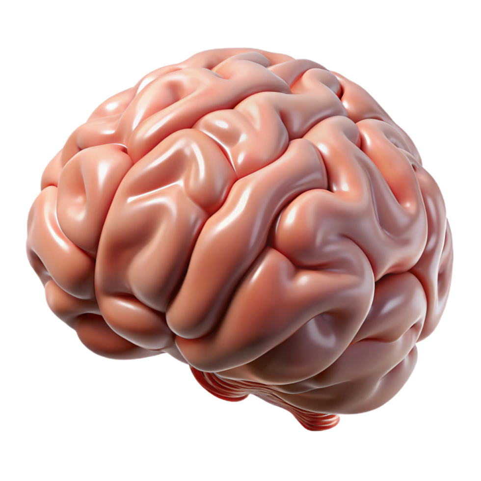 exemplary nordic Human brain with Transparent Background sharp png