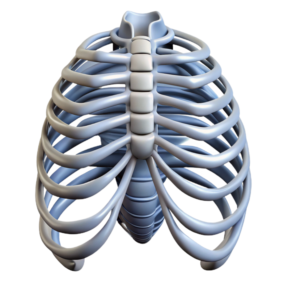 memorable vintage Photorealistic, hyper-specific, ultra-detailed biomechanical ribcage, professional render, isolated cutout with Transparent Background original png