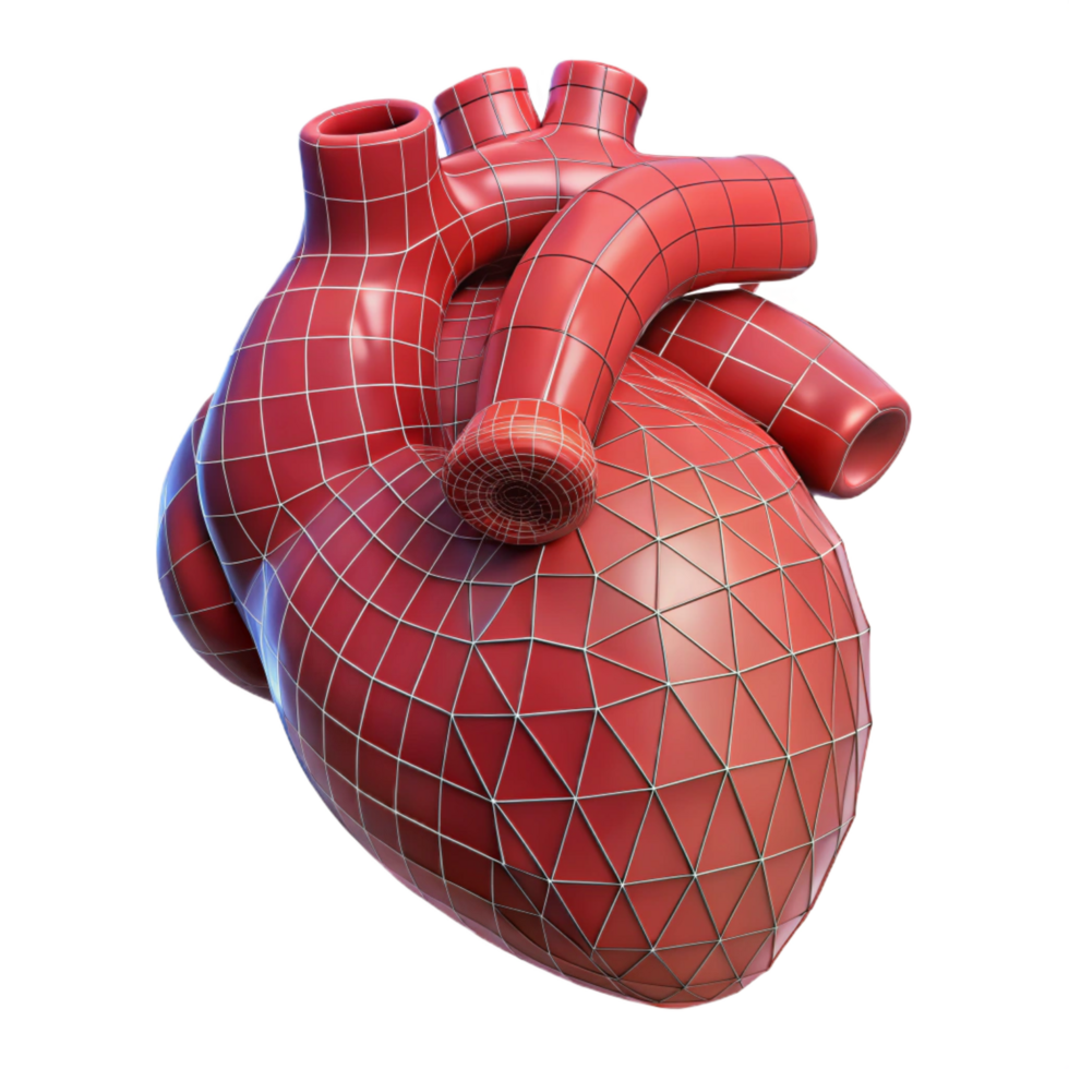 timeless tropical A human heart, anatomical, wireframe style with Transparent Background gallery standard png