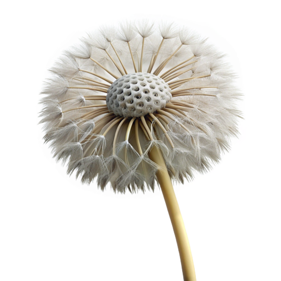 mesmerizing dynamic organic Photorealistic isolated cutout of a single dandelion seed head, ultra-detailed professional render with Transparent Background 4K png