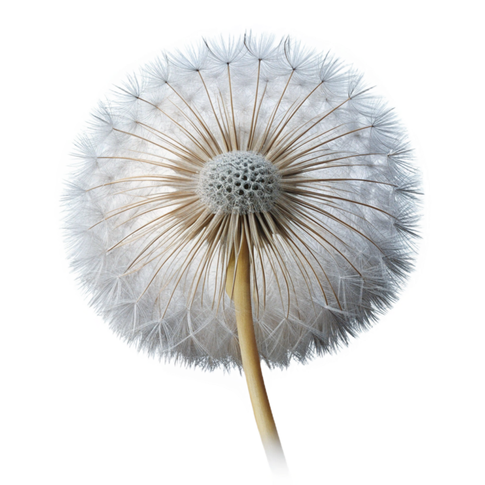 hypnotic standout Photorealistic ultra-detailed hyper-specific isolated cutout of a single dandelion seed head, delicate, intricate, floating, with Transparent Background png