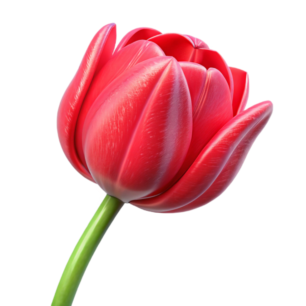 beautiful modern Single Tulip Flower Red Petals Transparent Background authentic png