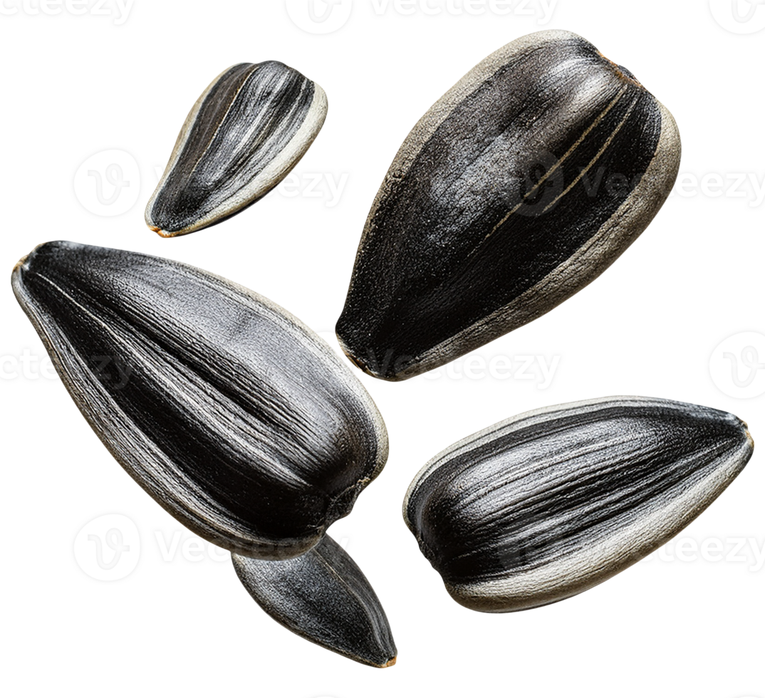 Close up of Sunflower Seeds isolated on transparent background png