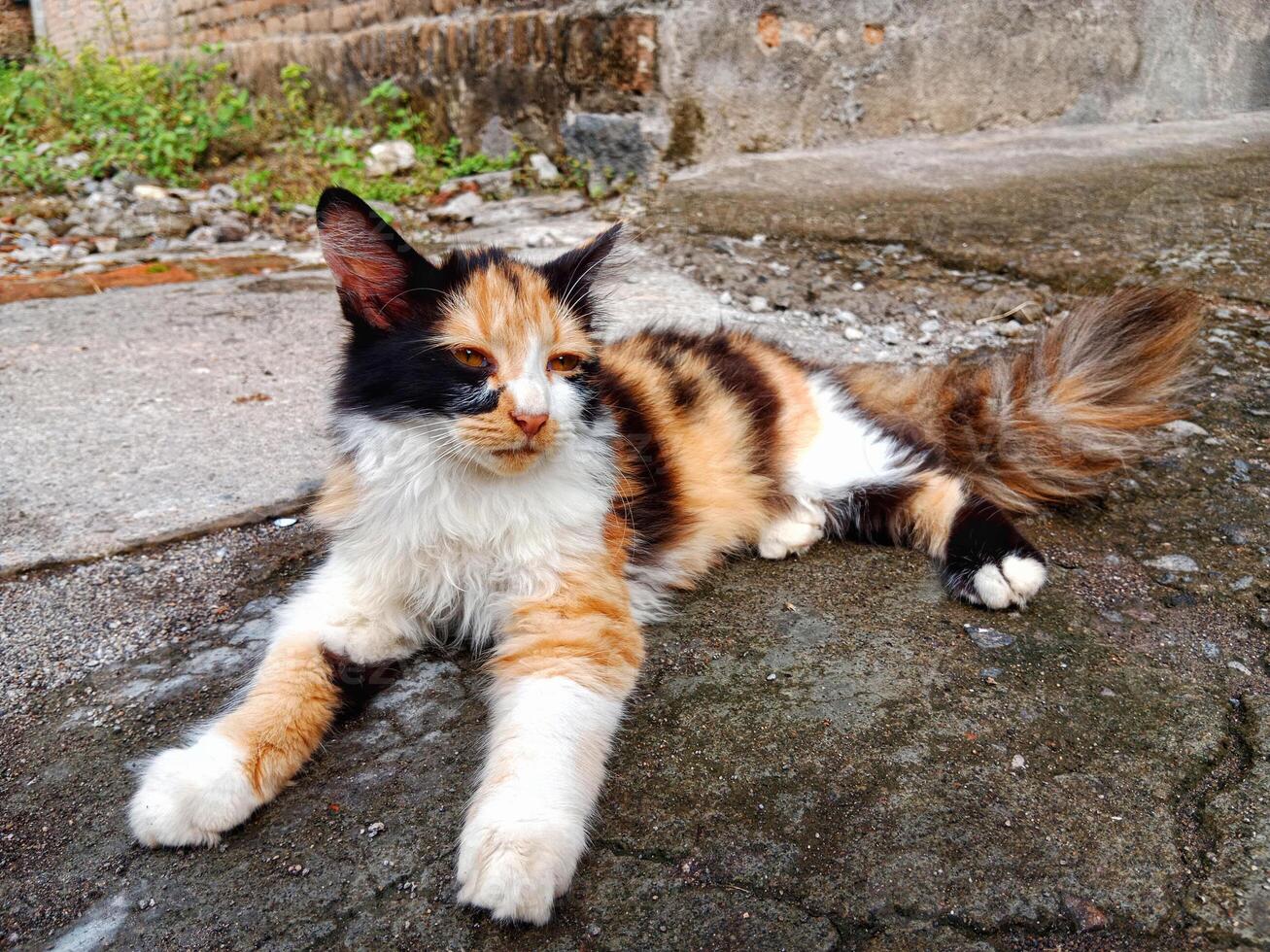 Melancholy Calico Cat Basking in the Sun photo