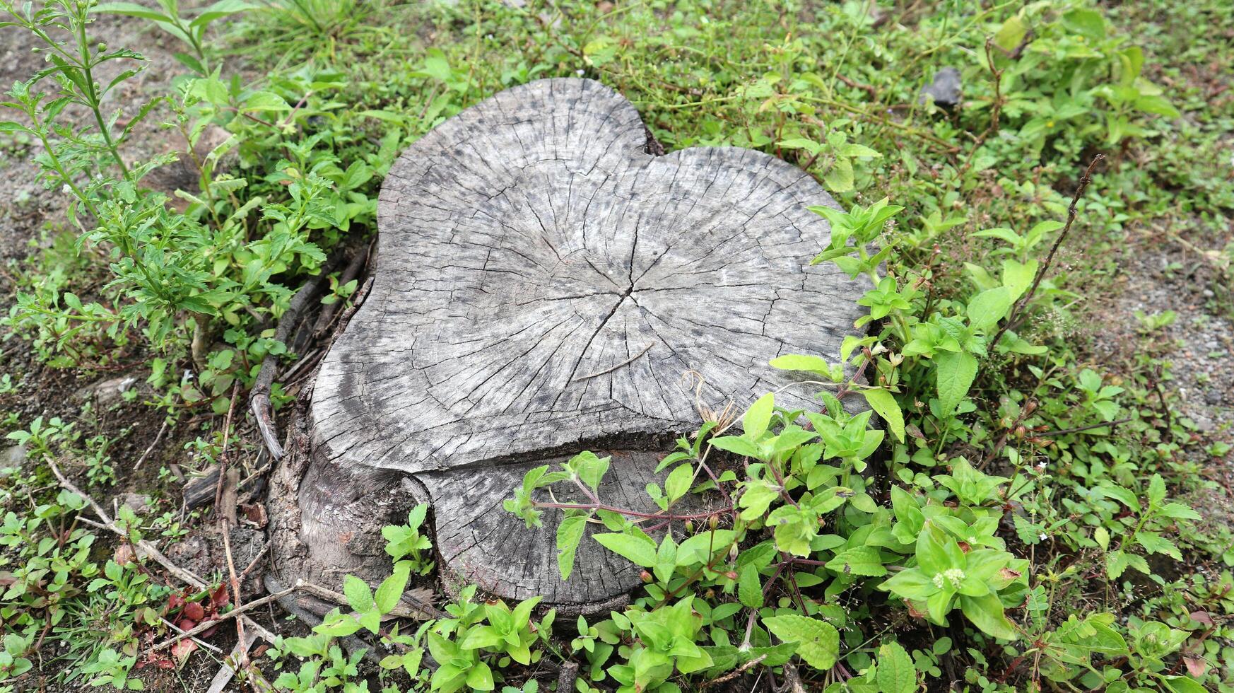 old tree stump in the forest with small growth photo